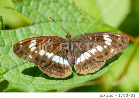 コミスジ 1760703