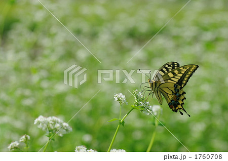 アゲハチョウと蕎麦畑 1760708