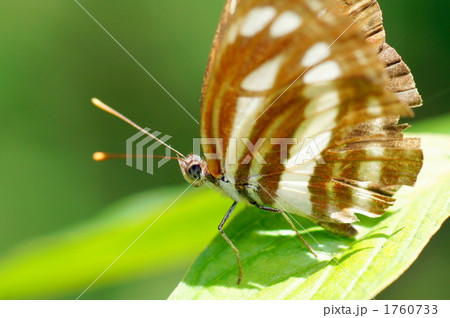 コミスジ 1760733