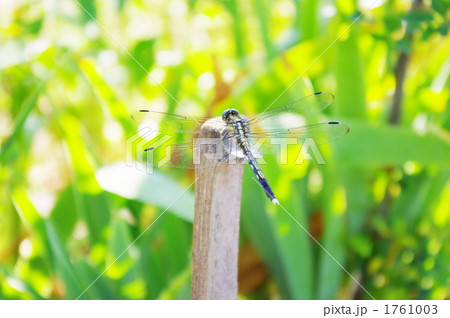 シオカラトンボ 1761003