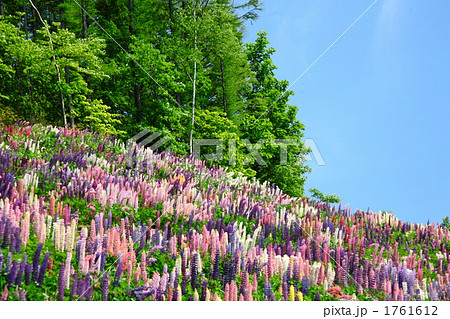 ルピナスの丘 1761612