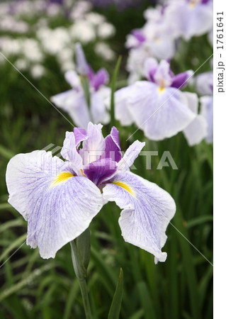 ハナショウブ　「山紫水明」 1761641