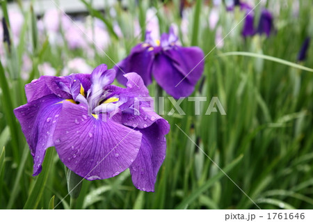 ハナショウブ　「濡燕」 1761646