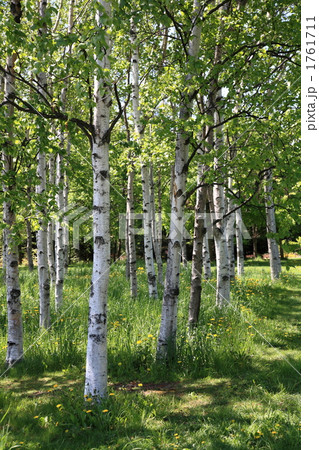 シラカバ林とタンポポ 1761711