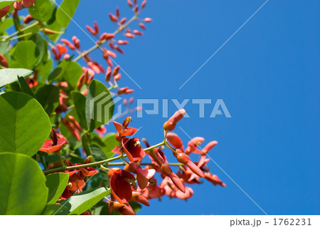 カイコウズの花と空 カイコウズの花と空 1762231