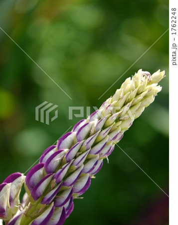 ルピナス ルピナス 1762248