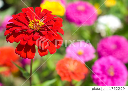 百日草のお花畑 1762299
