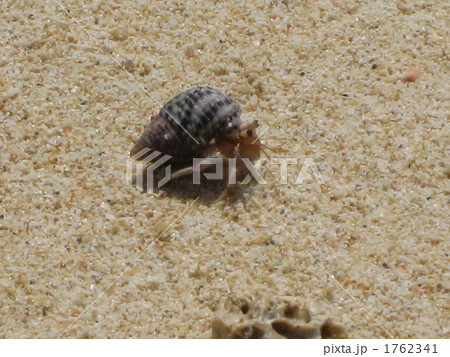 ヤドカリ 砂浜 虫の写真素材