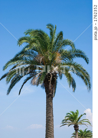 フェニックスの木と空 1762352