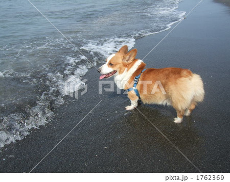 海を見つめるｺｰｷﾞｰ 1762369