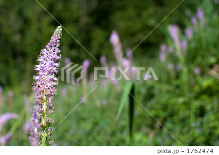 ツルボの花畑 1762474