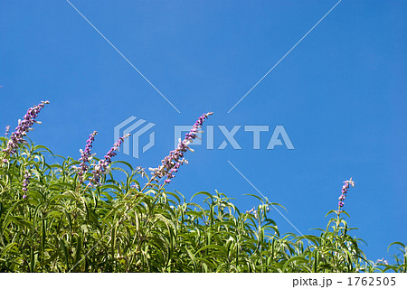 メキシカンセージの花と空 1762505