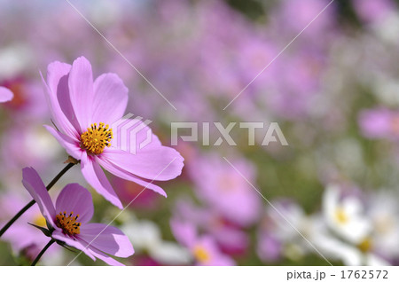 コスモス 1762572