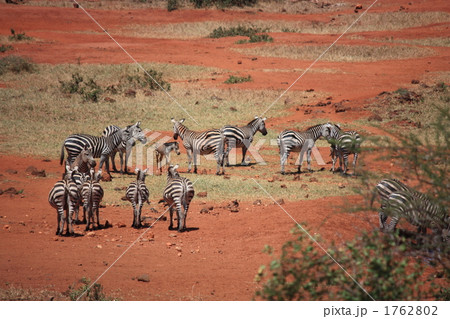 ツァボ国立公園のシマウマ 1762802