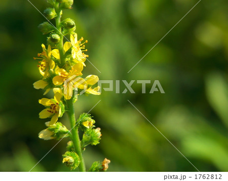 キンミズヒキの花 1762812