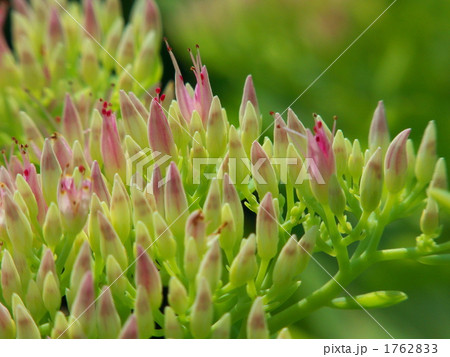 オオベンケイソウの花 1762833