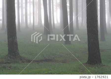 幻想の森 幻想の森 1762921