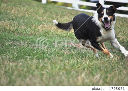牧羊犬 1763021