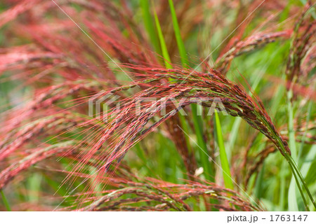 赤米の稲穂 1763147
