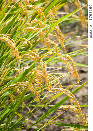 稲穂2 稲穂2 1763160