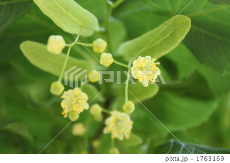菩提樹の花 1763169