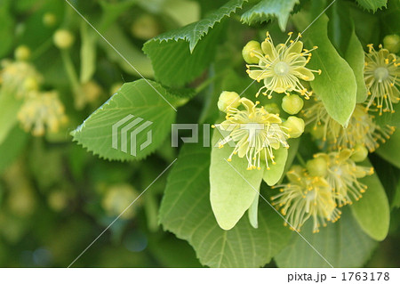 菩提樹の花 1763178