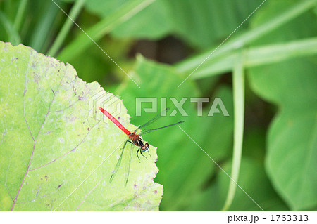 赤トンボ 1763313