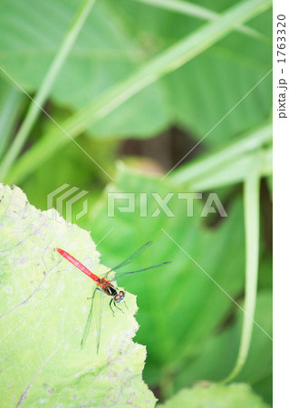 赤トンボ 1763320