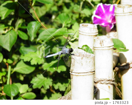 シオカラトンボ シオカラトンボ 1763323