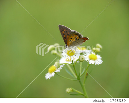 紅小灰蝶と姫女苑 1763389