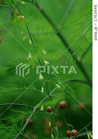 アスパラガスの花と実 アスパラガスの花と実 1763646