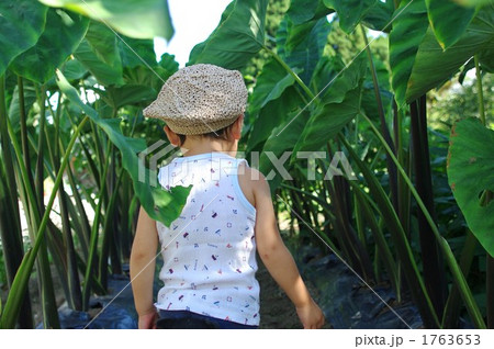 サトイモ畑 サトイモ畑 1763653