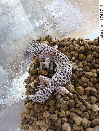 ヒョウモントカゲモドキの飼育個体 ヒョウモントカゲモドキの飼育個体 1763713