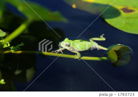 ニホンアマガエル 1763723