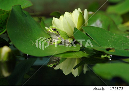 ニホンアマガエルとスイレン 1763724
