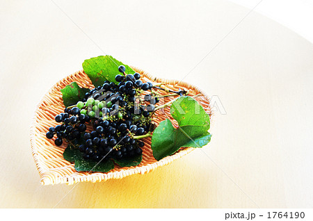 やまぶどう やまぶどう 1764190