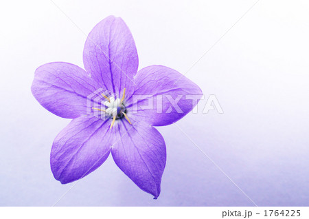 キキョウ 1764225