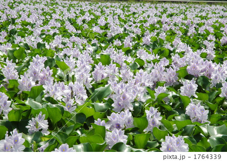 ホテイアオイの花 ホテイアオイの花 1764339