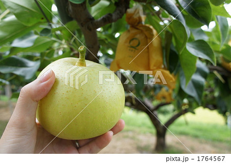 梨狩り 1764567