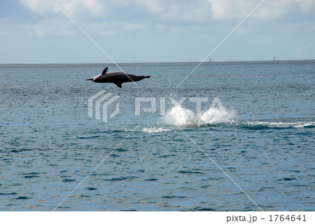 イルカのジャンプ イルカのジャンプ 1764641