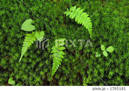 シダとスギゴケ シダとスギゴケ 1765181
