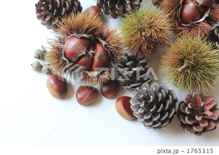 自然の恵み〜秋イメージ〜 自然の恵み〜秋イメージ〜 1765315