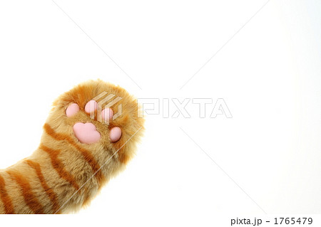 猫の肉球 1765479