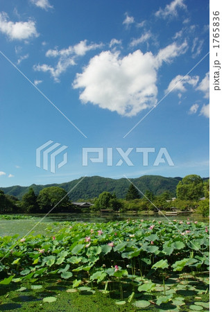 大覚寺の蓮の花 大覚寺の蓮の花 1765836