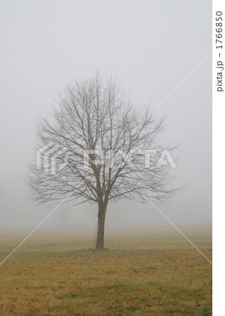 霧に包まれる木 1766850