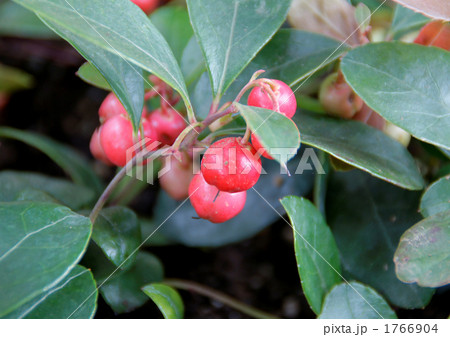 チェッカーベリーの実 チェッカーベリーの実 1766904
