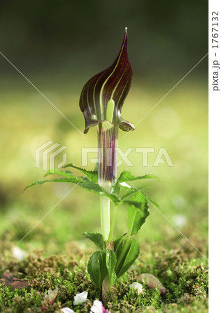 マムシグサ マムシグサ 1767132