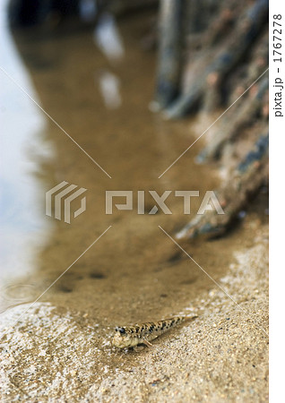 ミナミトビハゼ ミナミトビハゼ 1767278