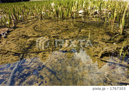 オタマジャクシ オタマジャクシ 1767303