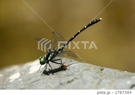 オジロサナエ 1767304